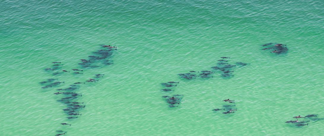 Dolphins swimming on the coast in Bosaso