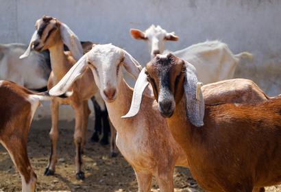 Goats