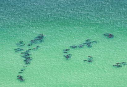 Dolphins swimming on the coast in Bosaso 