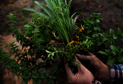 Woman holding plants