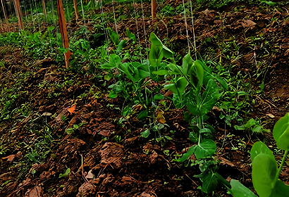bogota-food-shortages-covid-19-_BC_.png
