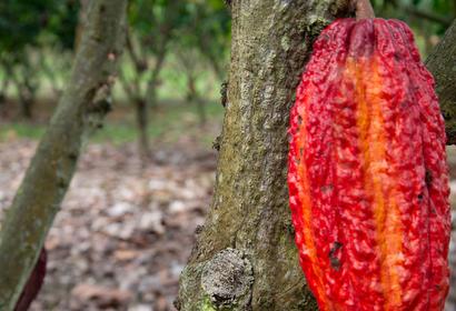 Cacao_Arauca_image.jpg